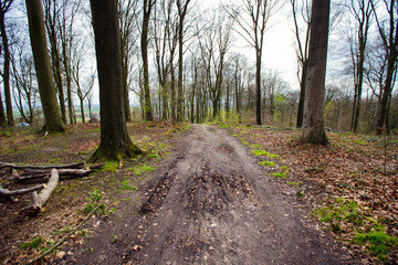 Fototapeta premium Path in a forest in Kluisbos, Belgium