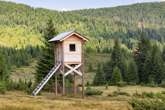 Hunting stand provides an elevated observation point in a lush evergreen forest. Woodland scenery creates a serene natural environment