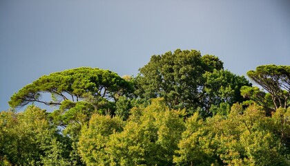 Obraz premium Green Trees And Shrubs Seen From Above On Clear Background Generative Ai