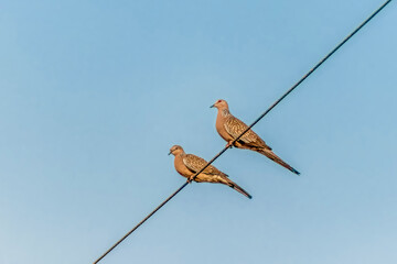 Two mourning doves perched on a power line against a clear blue sky