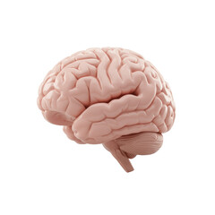 A meticulously detailed, anatomically correct 3D human brain in light pink flesh tone with subtle neural pathways, side view, isolated on a seamless transparent background. Concept of scientific