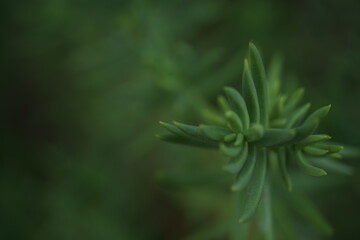 green herb plant with thin leaves. Natural botanical texture, macro photography. Fresh herbal background, organic nature concept, eco design.