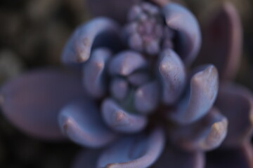 blue succulent plant leaves forming geometric rosettes. Natural green and pink tones — abstract botanical texture symbolizing harmony, growth, and nature design.