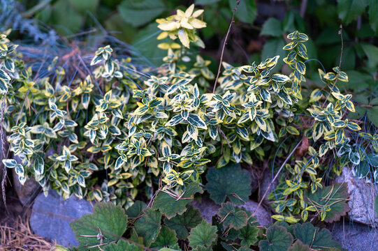 The fortune emerald gold birch bark plant.Beresklet Fortune Argenteo Variegata. Silver-mottled perennial evergreen ornamental shrub