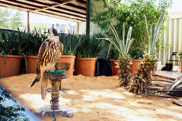 Arabian falcon bird sits on perch in courtyard of residential building, Dubai, UAE. High quality photo