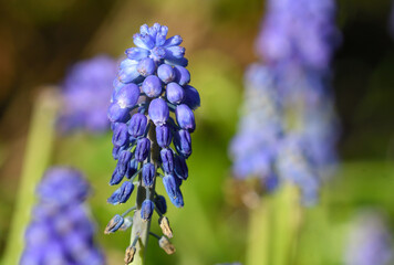 Close-up of the Muscari armeniacum plant