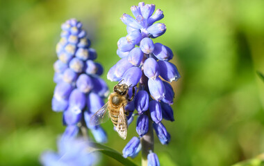Close-up of the Muscari armeniacum plant with a bee feeding on its flowers.