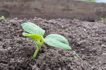 Young green seedling emerging from soil in garden bed