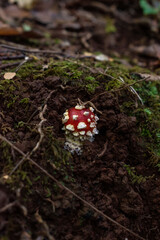 Amanita muscaria, Valdivia
