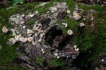 Reino fungi apoderandose del bosque, Valdivia