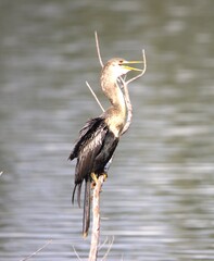 great blue heron ardea cinerea