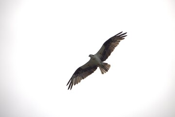eagle in flight