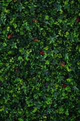 Artificial green wall made of fake ivy leaves. Decorative lush greenery used for outdoor or interior design. Plastic foliage background for eco-themed spaces, photobooths, or wall décor