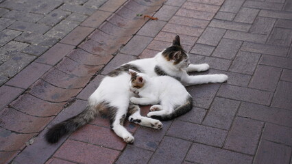 Koty na ulicy w Turcji © Mateusz