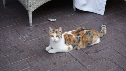 Kot na ulicy w Turcji