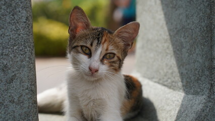 Kot pozujący na ulicy w Turcji