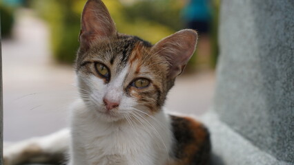 Kot pozujący na ulicy w Turcji