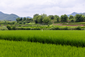 rice field in south korea 