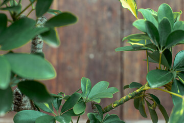 Green leaves of tropical plant with blurred wooden background