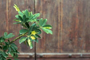 Green and yellow variegated leaves against wooden background