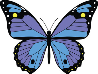  A detailed illustration showcases a striking blue butterfly with subtle purple hues on its wings.