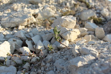 stones in the sand