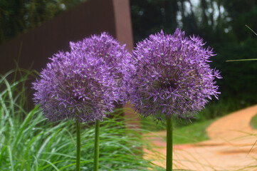 Fototapeta premium Flowers at Springfields Festival Gardens, Spalding, Lincolnshire, Great Britain