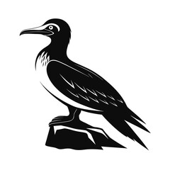 Elegant silhouette of a booby bird perched on a rock