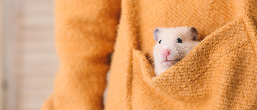 Owner with cute funny hamster in pocket, closeup
