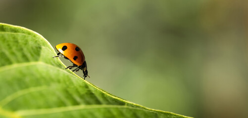 Green leaf with cute small ladybug on blurred background outdoors, closeup