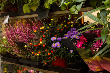 Colorful autumn flowers and plants in pots with decorative purple asters, orange berries and pink heather at the flower market