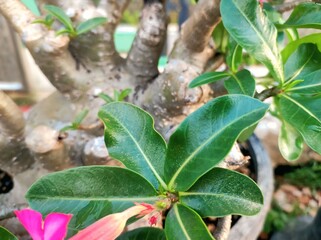Adenium Obesum in Pot Close Up Tropical Bloom