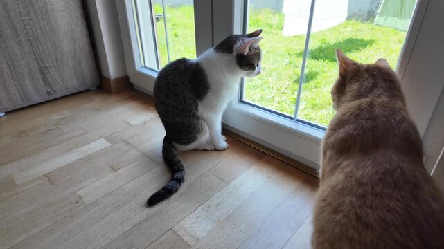 Two cats sitting by a floor-to-ceiling window in a countryside house, watching with interest and wagging their tails, cat on the window. 