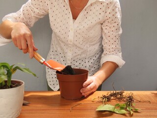 Woman adding soil to a brown plastic pot, preparing anthurium plants to transplant. Gardening concept.