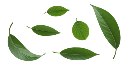 Green Leaves Falling, isolated on transparent background