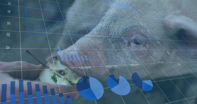 Nibbling pig snout eating apple core from human hand in augmented reality, with digital overlays - Powered by Adobe