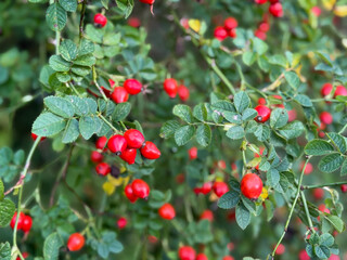 Obraz premium Red fruits of rosa rugosa rose hip in summer autumn garden close up