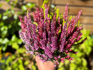 Beautiful blooming pink, purple and white Calluna vulgaris Tricolor decorative plant  in flower pot in female hand close up