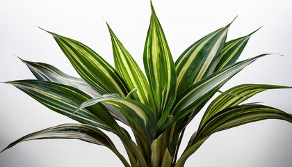 Fototapeta premium A Lush Green Dracaena Plant Isolated Shot