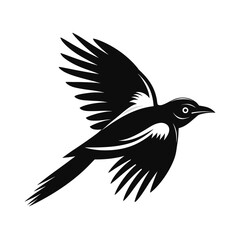 Bold magpie silhouette in mid flight