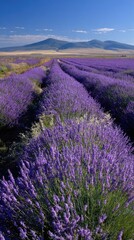 Obraz premium Rows of purple lavender flowers in a field with mountains in the distance under a blue sky