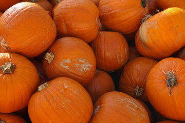 Orange autumn pumpkin, pumpkin on market display no label, display of a crop of large pumpkins on top market display ready for the fall season, halloween