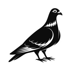 Elegant pigeon silhouette standing gracefully on white background