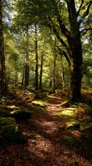 Obraz premium Sunny forest trail winding through lush green trees, dappled light