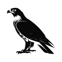 Alert raptor bird perched in striking silhouette pose