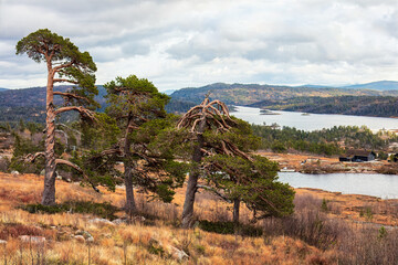 Resilient nature in golden season is shown in Norway, where twisted pine trees overlook lakes and cabins, symbolizing Nordic endurance and the spirit of the North.