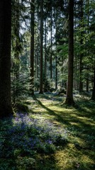 Naklejka premium Sunlight filters through tall trees, illuminating bluebells in a serene forest scene