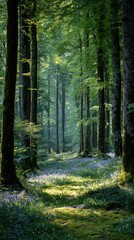 Fototapeta premium Sunlight streams through a lush forest canopy, illuminating the woodland path below