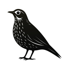 Elegant small flightless bird illustration