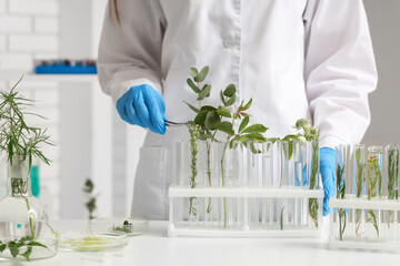 Female scientist working with plants samples and tweezers in laboratory, closeup
